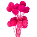 Floristik24 Craspedia Trockenblumenbund 55 cm Pink 20 Stiele für Dekoration