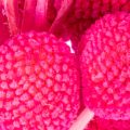 Craspedia Trockenblumenbund 55 cm Pink 20 Stiele für Dekoration | Floristik24.ch
