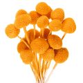 Floristik24 Craspedia Trockenblumenstrauss 55 cm Orange 20 Stück