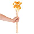 Craspedia Trockenblumenstrauss 55 cm Orange 20 Stück | Floristik24.ch