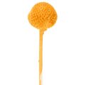 Craspedia Trockenblumenstrauss 55 cm Orange 20 Stück | Floristik24.ch