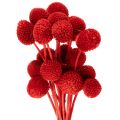 Floristik24 Getrocknete Craspedia in Rot, 55 cm, 20 Stiele