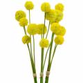 Floristik24 Trommelschlägel Craspedia Gelb Künstliche Gartenblume Seidenblumen 15St