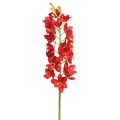 Floristik24 Orchidee Cymbidium Rot 78cm