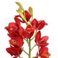 Floristik24 Orchidee Cymbidium Rot 78cm