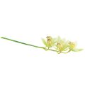 Floristik24 Cymbidium Orchidee künstlich 5 Blüten Grün 65cm