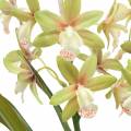 Floristik24 Orchidee Cymbidium Grün im Topf Künstlich H46cm