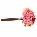 Floristik24 Dahlie Bund Blumenstrauß 28cm rosa, creme 6St
