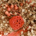Deko Kranz Trockenblumen Blumenkranz Orange Creme Ø25cm | Floristik24.ch