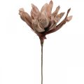 Floristik24 Deko Lotusblüte Künstlich Lotosblume Kunstblume Braun L68cm