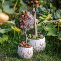 Deko Moos – echtes Moos und Flechte für Gestecke 250g | Floristik24.ch
