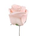 Floristik24 Deko Rose Weiß, Creme, Rosa Mix Ø6cm 24St