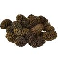 Floristik24 Deko Zapfen Erlenzapfen Natur zum Dekorieren 3-4cm 200g