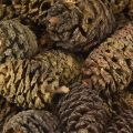 Deko Zapfen Erlenzapfen Natur zum Dekorieren 3-4cm 200g | Floristik24.ch