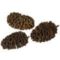 Deko Zapfen Erlenzapfen Natur zum Dekorieren 3-4cm 200g | Floristik24.ch