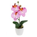 Floristik24 Deko Orchidee im Topf Rosa H29cm