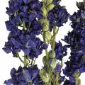 Floristik24 Getrocknetes Delphinium, Trockenfloristik, Rittersporn Blau L64cm 25g