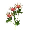 Floristik24 Distel Zweig Rosa, Grün L67cm 4St