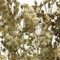 Trockenblumen Dill Natur Trockenfloristik 50cm 20St