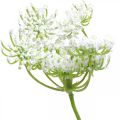 Floristik24 Dill blühend, Kunstpflanze, künstliche Kräuter Grün, Weiß L80cm