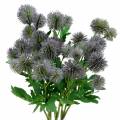 Floristik24 Distel Seidenblume Blau 56cm 3St