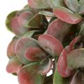 Floristik24 Echeveria Kugeln Grün, Rot Ø14cm 4St