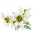 Floristik24 Edelweiß Kunstblume Weiß beflockt 38cm