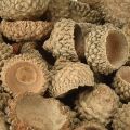 Eichelkappen Natur Deko Eicheln zum Basteln 1,5cm 200g | Floristik24.ch