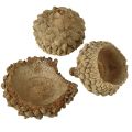 Eichelkappen Natur Deko Eicheln zum Basteln 1,5cm 200g | Floristik24.ch