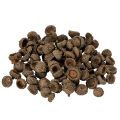 Floristik24 Eichelkappen aus Naturmaterial ca. 2 cm Braun 300 g für Herbst- und Adventsdekoration