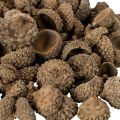 Eichelkappen aus Naturmaterial ca. 2 cm Braun 300 g für Herbst- und Adventsdekoration | Floristik24.ch