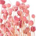 Floristik24 Erdbeerdistel Deko Altrosa Trockenblumen Rosa 50cm 100g