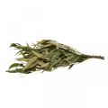 Floristik24 Eukalyptus Konserviert Zweige Blätter Grün Oval 150g