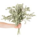 Künstlicher Eukalyptuszweig 49cm Grün 4er Set | Floristik24.ch
