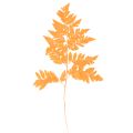Floristik24 Farnzweige getrocknet konserviert Orange 42cm 10 Stück für Dekoration und Floristik