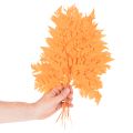 Farnzweige getrocknet konserviert Orange 42cm 10 Stück für Dekoration und Floristik | Floristik24.ch