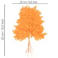 Farnzweige getrocknet konserviert Orange 42cm 10 Stück für Dekoration und Floristik | Floristik24.ch