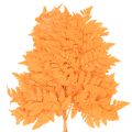 Farnzweige getrocknet konserviert Orange 42cm 10 Stück für Dekoration und Floristik | Floristik24.ch