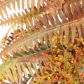 Künstlicher Farnkranz aus Kunststoff in Herbstfarben, 35 cm | Floristik24.ch