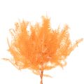 Konservierter Farnzweig Orange 60 cm Set mit 10 Stück | Floristik24.ch