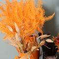 Konservierter Farnzweig Orange 60 cm Set mit 10 Stück | Floristik24.ch