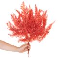 Konservierter Farn Rot, Trockenblumen-Set, ca. 60 cm, 10 Stück | Floristik24.ch