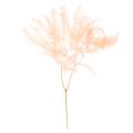 Floristik24 Getrocknete Farnwedel 60cm Rosa 10er-Set für Dekoration