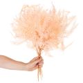 Getrocknete Farnwedel 60cm Rosa 10er-Set für Dekoration | Floristik24.ch