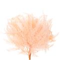 Getrocknete Farnwedel 60cm Rosa 10er-Set für Dekoration | Floristik24.ch