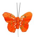 Floristik24 Federschmetterlinge 6cm Gelb, Orange 24St