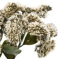 Floristik24 Fetthenne Creme Sedum Mauerpfeffer Kunstblumen 48cm 4St