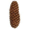 Fichtenzapfen Natur 5kg Tannenzapfen | Floristik24.ch