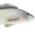 Floristik24 Deko Fisch Barsch L27,5cm