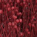Flachs Bordeaux Rot Trockendeko Trockenblumen L55cm 80g | Floristik24.ch